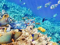 Banana Reef